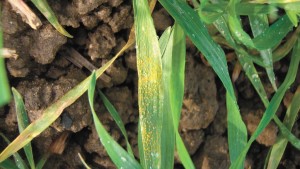 yellow rust