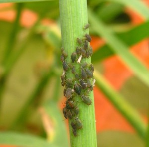 Aphid