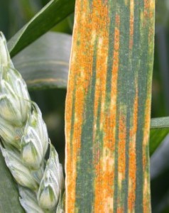 Warrior rust