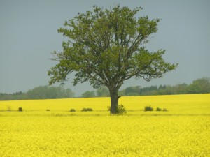 DSCN1530