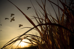 Miscanthus
