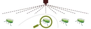 aphids