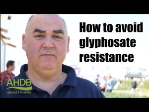 glyphosate