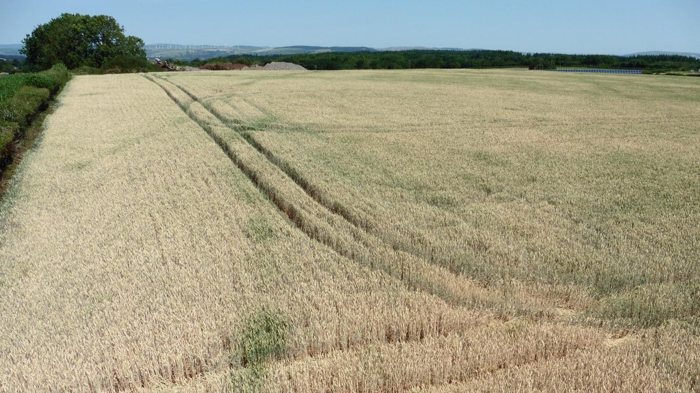 Growers urged to cut their losses in droughthit cereals Tillage and