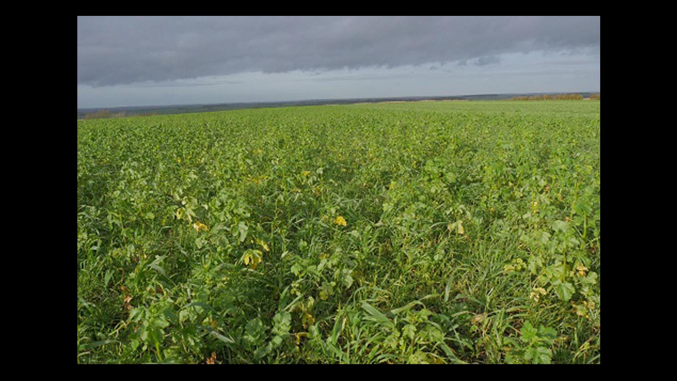 Influence of cover crops on blackgrass populations Tillage and Soils