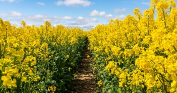 Resilient OSR Hybrids key to September Drilling