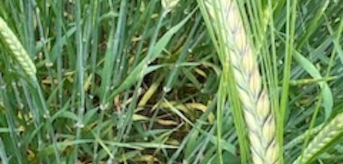 From Caithness to a Smarter Growing System
