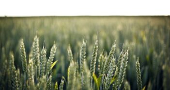 Key Wheat Genes Identified