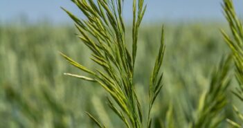 Sequences not stacks for effective autumn weed control