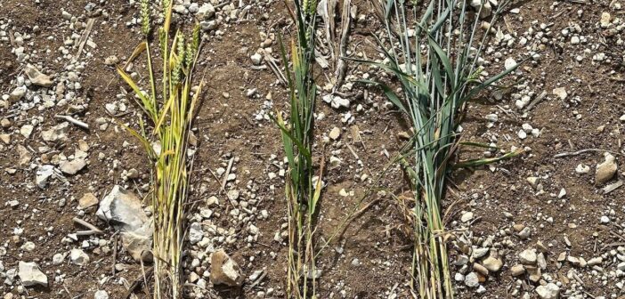 Consider BYDV-Resistant Varieties for Milder Autumns 