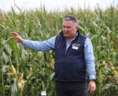Planning Maize Nutrition