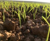 Early Spring Barley Weed Control Essential
