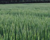 Free Tool for Nutrient Management 