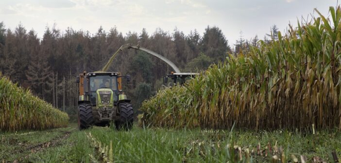 Wait…before maize under-sowing
