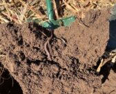 Think About Soil Temperature When Maize Drilling