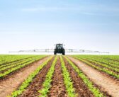 Keeping Sugar Beet Productivity on Track 