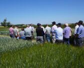Viewpoint –  Variety choices for autumn 2026