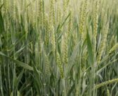 A robust T3 strategy to protect yield and grain quality