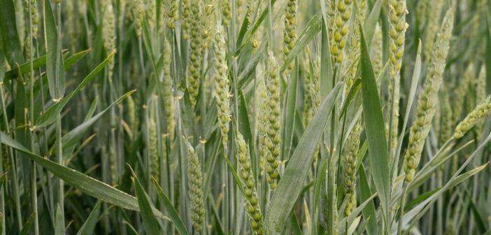 A robust T3 strategy to protect yield and grain quality