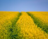 Early harvest delivers strong osr yields