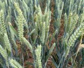 Increasing nutrient use efficiency with Biostimulants