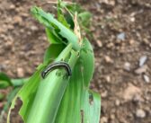 Maize pests need vigilance