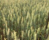Wholecrop offers flexible forage option