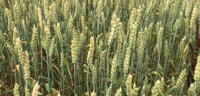 Wholecrop offers flexible forage option