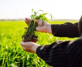 Programme for credible, scalable regenerative agriculture