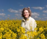 Wait for moisture before drilling oilseed rape