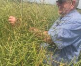 OSR variety tops conventional yield rankings 