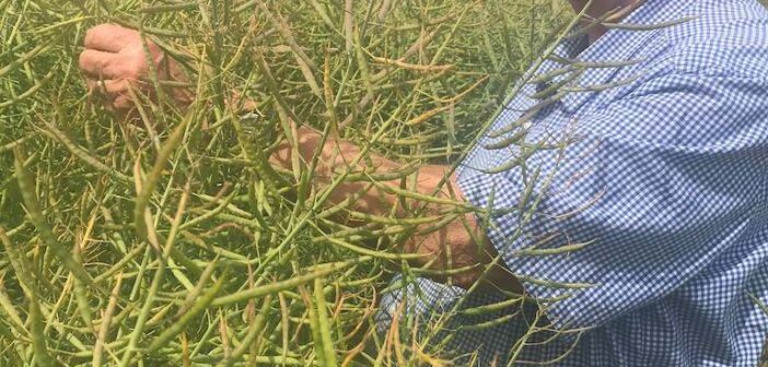 OSR variety tops conventional yield rankings