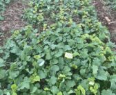 OSR Establishment key to success