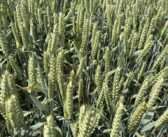 Wheat still performs in a dry season 
