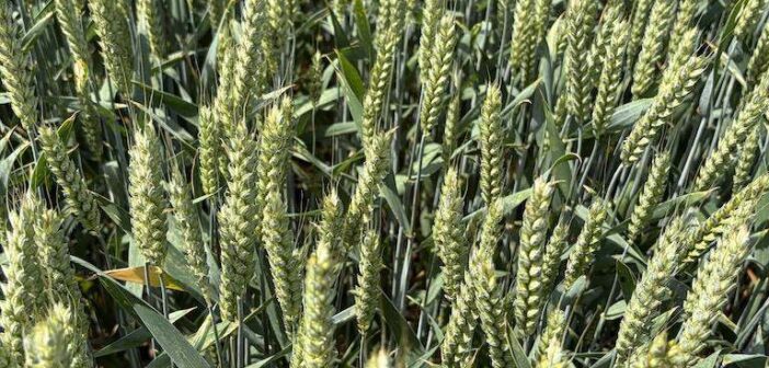 Wheat still performs in a dry season