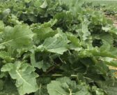 Tailored agronomy for later drilled oilseed rape