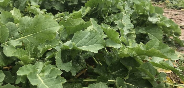 Tailored agronomy for later drilled oilseed rape