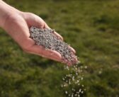 Fertiliser timing becomes a crop management issue 