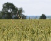 Three ways to strengthen blackgrass control from below ground