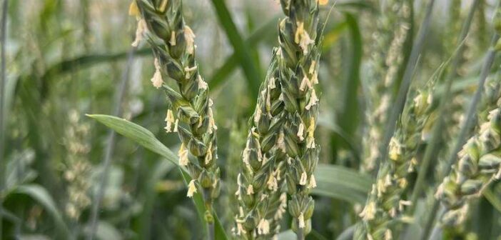 NIAB leads international wheat genetics and pre-breeding programme