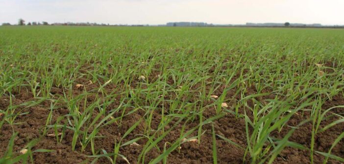 Autumn herbicide mixtures can strengthen grassweed control