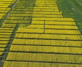 Managing later drilled OSR crops