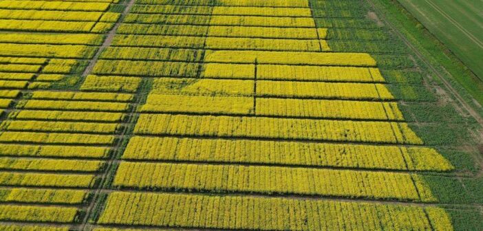 Managing later drilled OSR crops