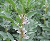 New herbicide option adds to bean grassweed control