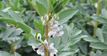 New herbicide option adds to bean grassweed control